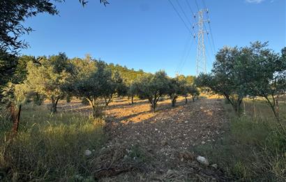 Urla Nohutalan'da Yol Cepheli Satılık Tarla 