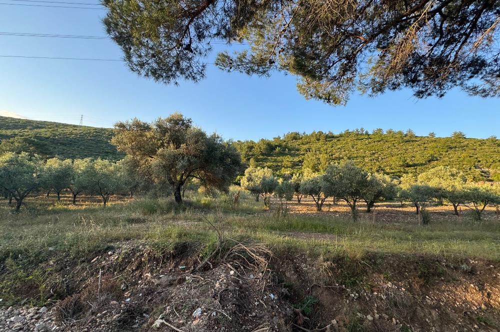 Urla Nohutalan'da Yol Cepheli Satılık Tarla 