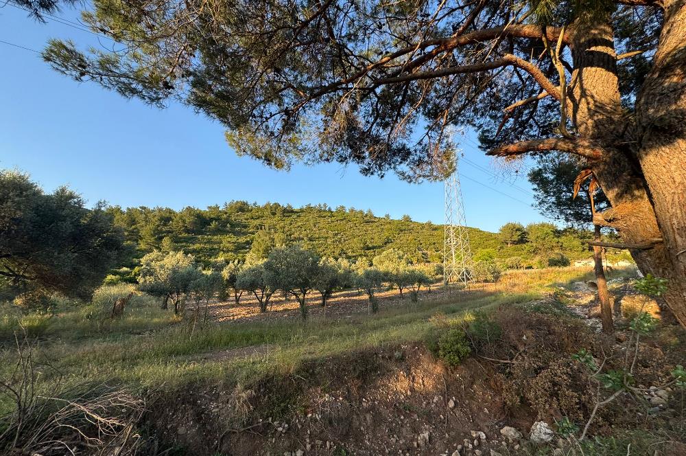 Urla Nohutalan'da Yol Cepheli Satılık Tarla 