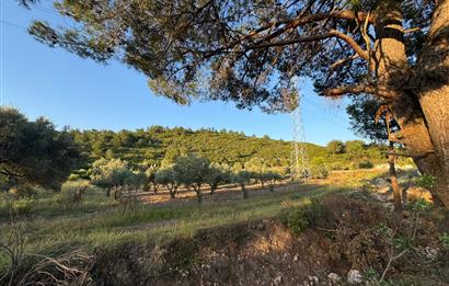 Urla Nohutalan'da Yol Cepheli Satılık Tarla 