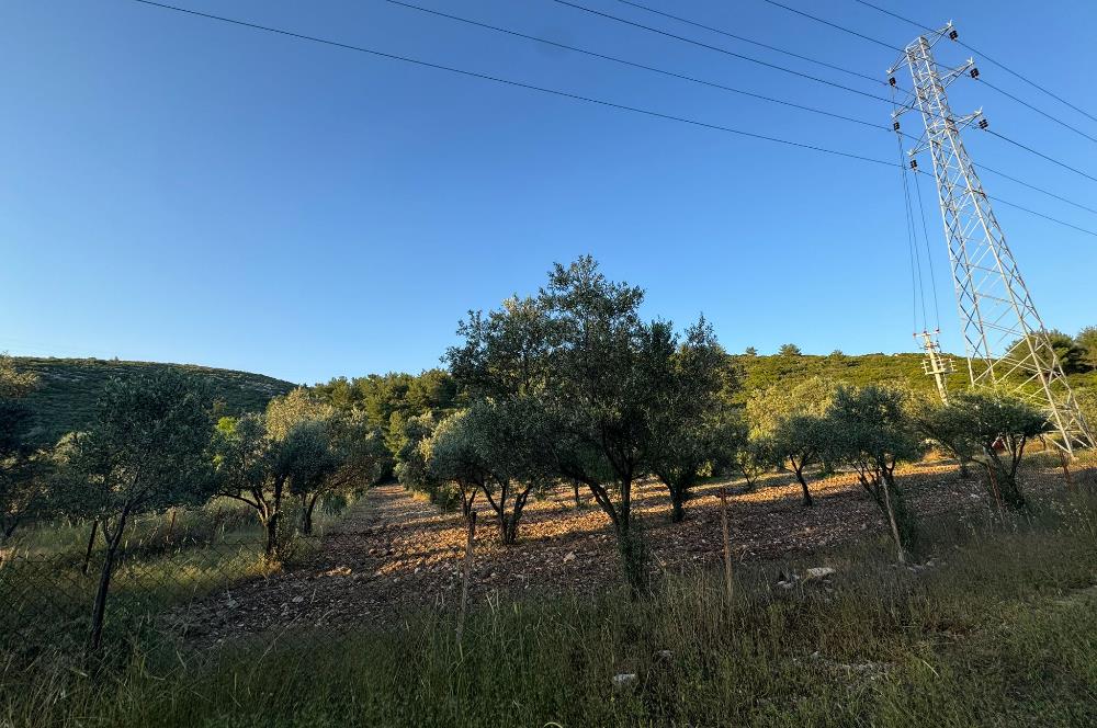 Urla Nohutalan'da Yol Cepheli Satılık Tarla 