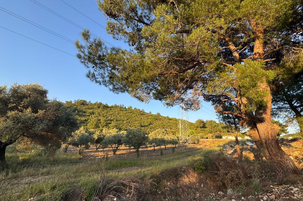Urla Nohutalan'da Yol Cepheli Satılık Tarla 
