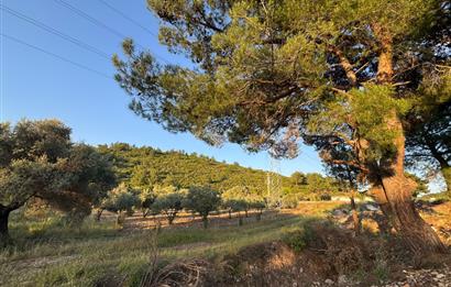 Urla Nohutalan'da Yol Cepheli Satılık Tarla 