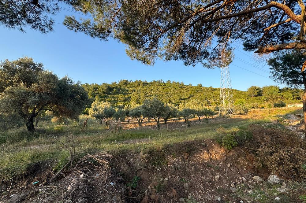 Urla Nohutalan'da Yol Cepheli Satılık Tarla 