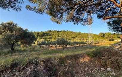Urla Nohutalan'da Yol Cepheli Satılık Tarla 
