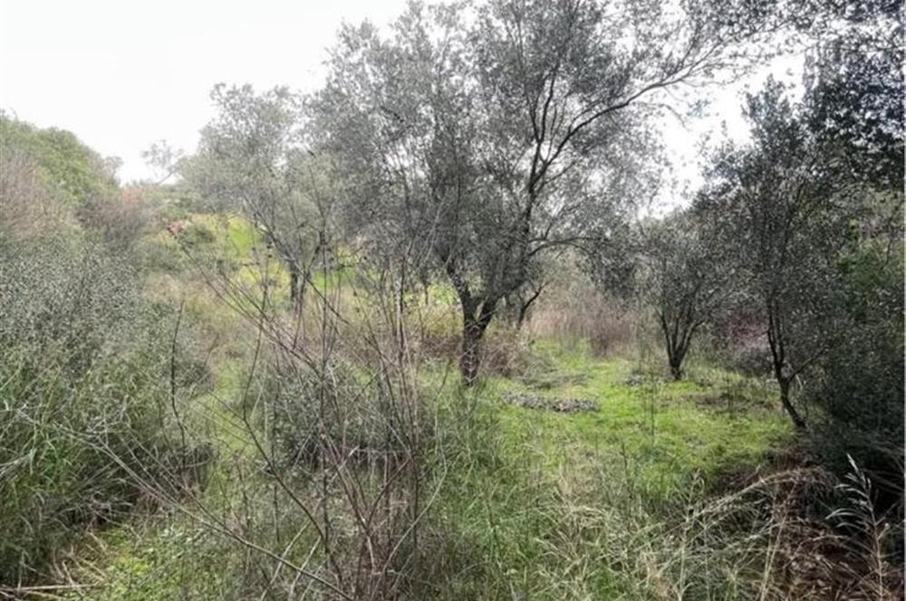 Balıkesir Edremit Yaylaönü'nde 150 Ağaçlı Verimli Zeytinlik