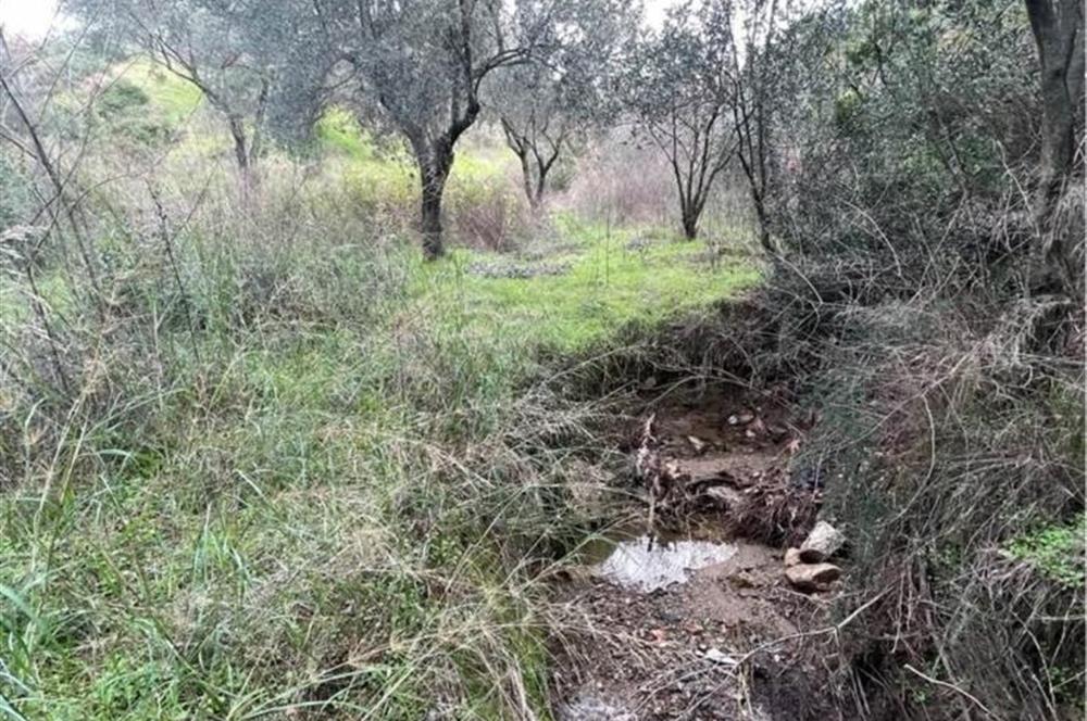 Balıkesir Edremit Yaylaönü'nde 150 Ağaçlı Verimli Zeytinlik