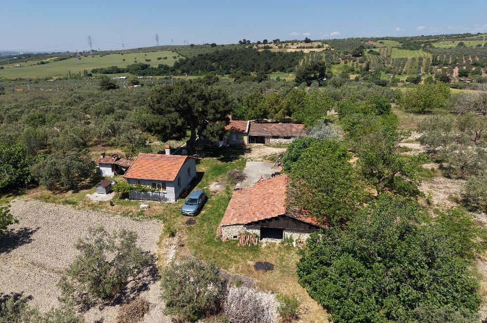 CENTURY 21 BAL'DAN SOMA MANİSADA SATILIK ZEYTİNLİK , MEYVE BAHÇESİ