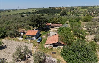 CENTURY 21 BAL'DAN SOMA MANİSADA SATILIK ZEYTİNLİK , MEYVE BAHÇESİ