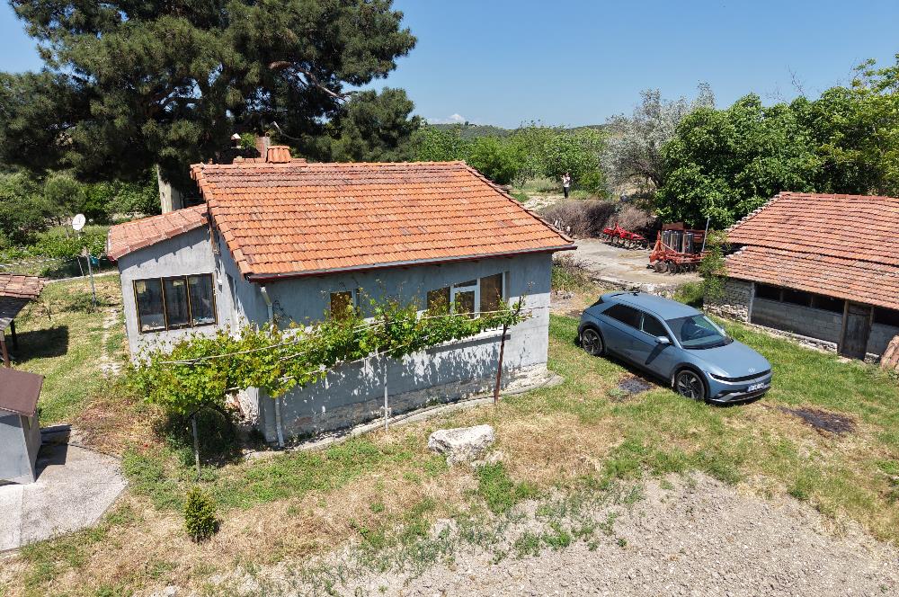 CENTURY 21 BAL'DAN SOMA MANİSADA SATILIK ZEYTİNLİK , MEYVE BAHÇESİ