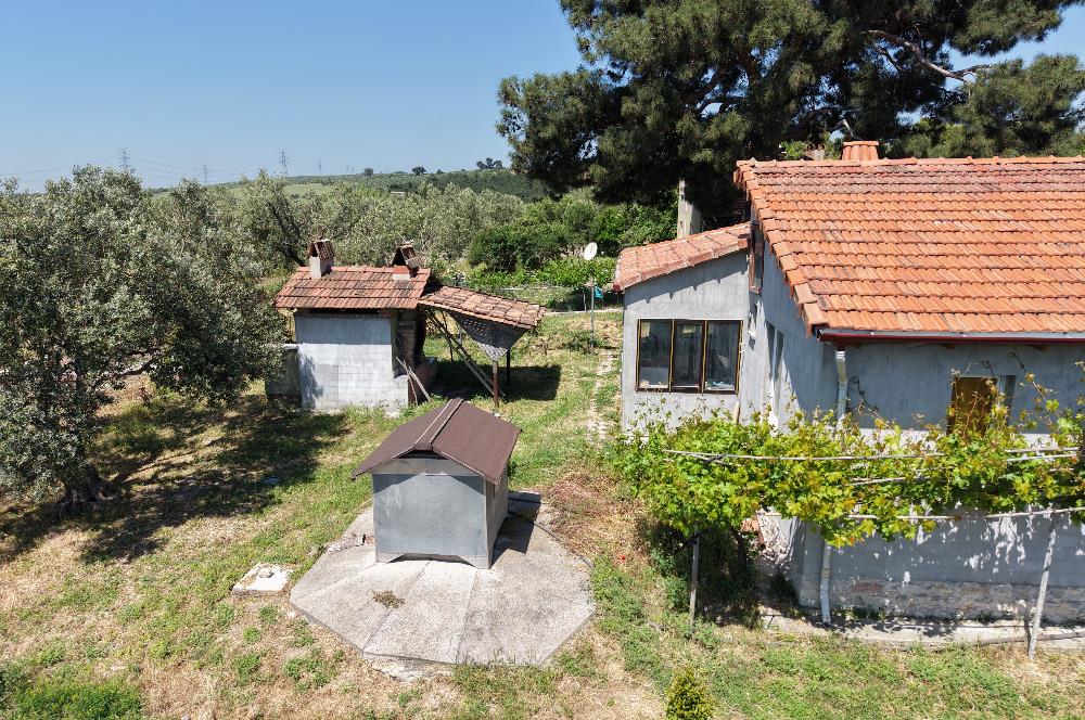 CENTURY 21 BAL'DAN SOMA MANİSADA SATILIK ZEYTİNLİK , MEYVE BAHÇESİ