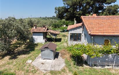 CENTURY 21 BAL'DAN SOMA MANİSADA SATILIK ZEYTİNLİK , MEYVE BAHÇESİ
