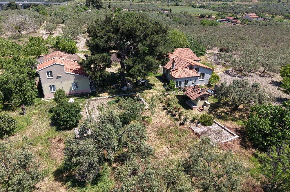 CENTURY 21 BAL'DAN SOMA MANİSADA SATILIK ZEYTİNLİK , MEYVE BAHÇESİ