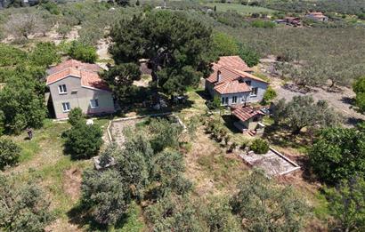 CENTURY 21 BAL'DAN SOMA MANİSADA SATILIK ZEYTİNLİK , MEYVE BAHÇESİ