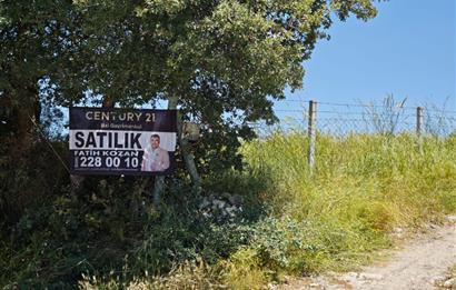 CENTURY 21 BAL'DAN SOMA MANİSADA SATILIK ZEYTİNLİK , MEYVE BAHÇESİ