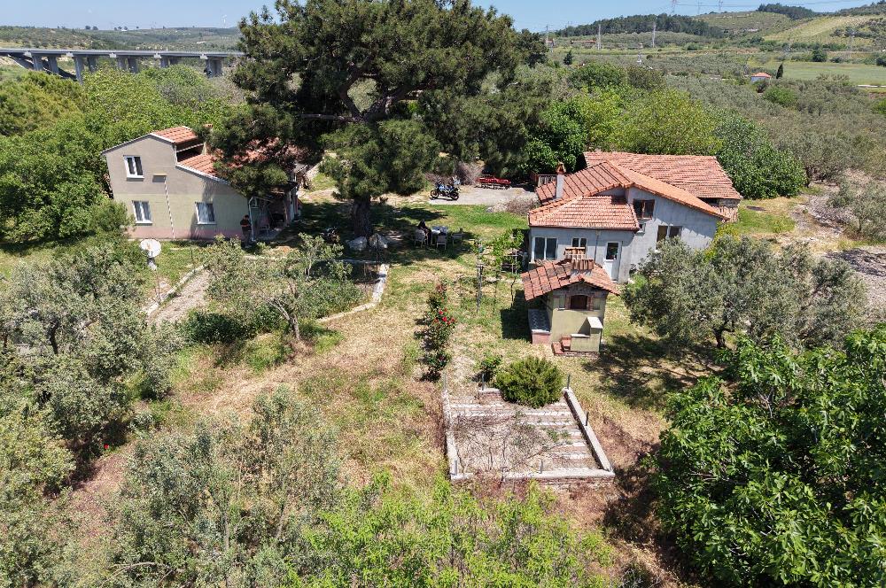 CENTURY 21 BAL'DAN SOMA MANİSADA SATILIK ZEYTİNLİK , MEYVE BAHÇESİ