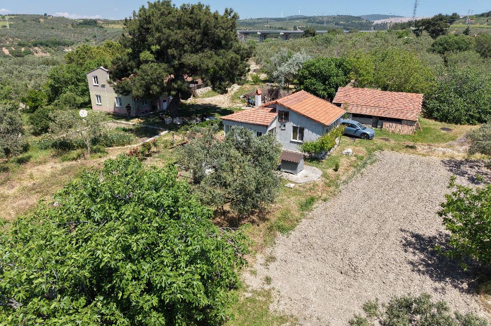 CENTURY 21 BAL'DAN SOMA MANİSADA SATILIK ZEYTİNLİK , MEYVE BAHÇESİ