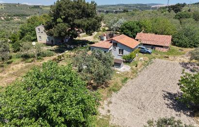 CENTURY 21 BAL'DAN SOMA MANİSADA SATILIK ZEYTİNLİK , MEYVE BAHÇESİ