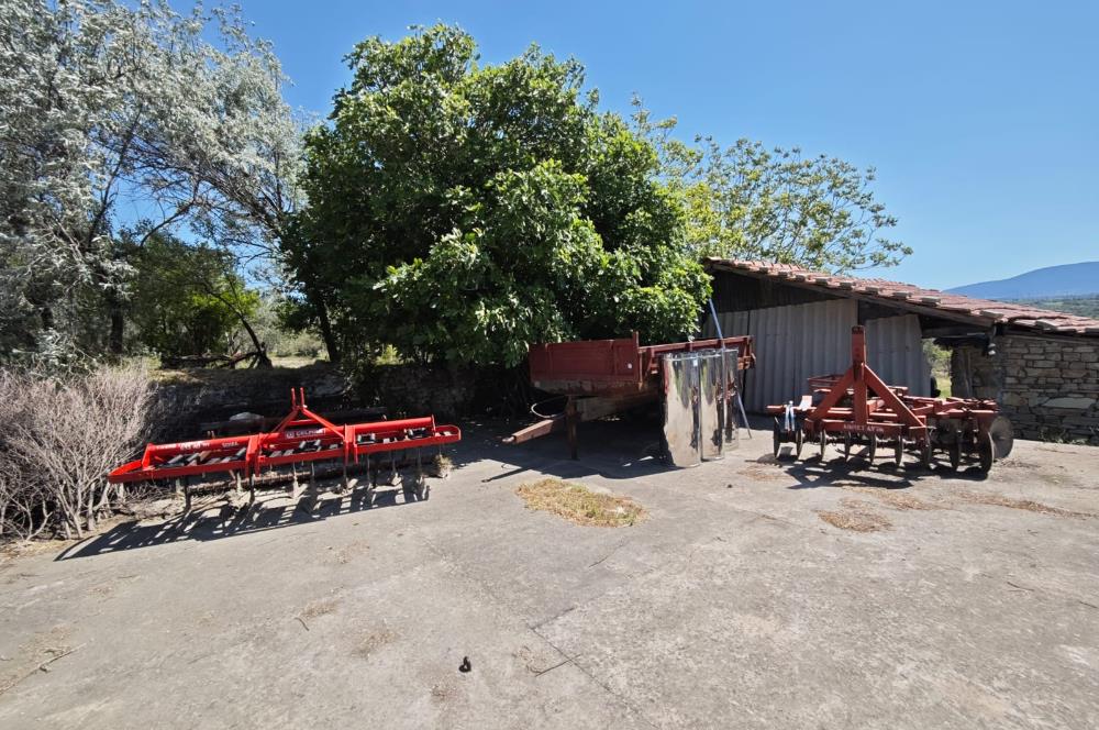 CENTURY 21 BAL'DAN SOMA MANİSADA SATILIK ZEYTİNLİK , MEYVE BAHÇESİ