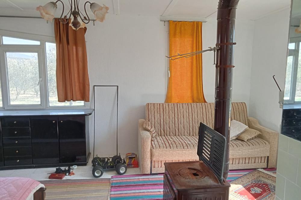 CENTURY 21 BAL'DAN SOMA MANİSADA SATILIK ZEYTİNLİK , MEYVE BAHÇESİ