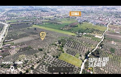 CENTURY 21 BAL'DAN SOMA MANİSADA SATILIK ZEYTİNLİK , MEYVE BAHÇESİ