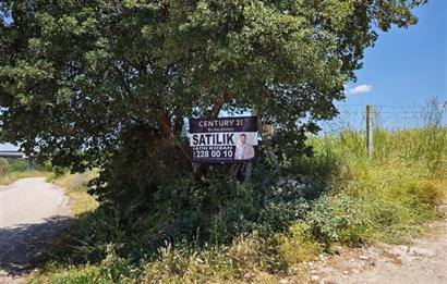 CENTURY 21 BAL'DAN SOMA MANİSADA SATILIK ZEYTİNLİK , MEYVE BAHÇESİ