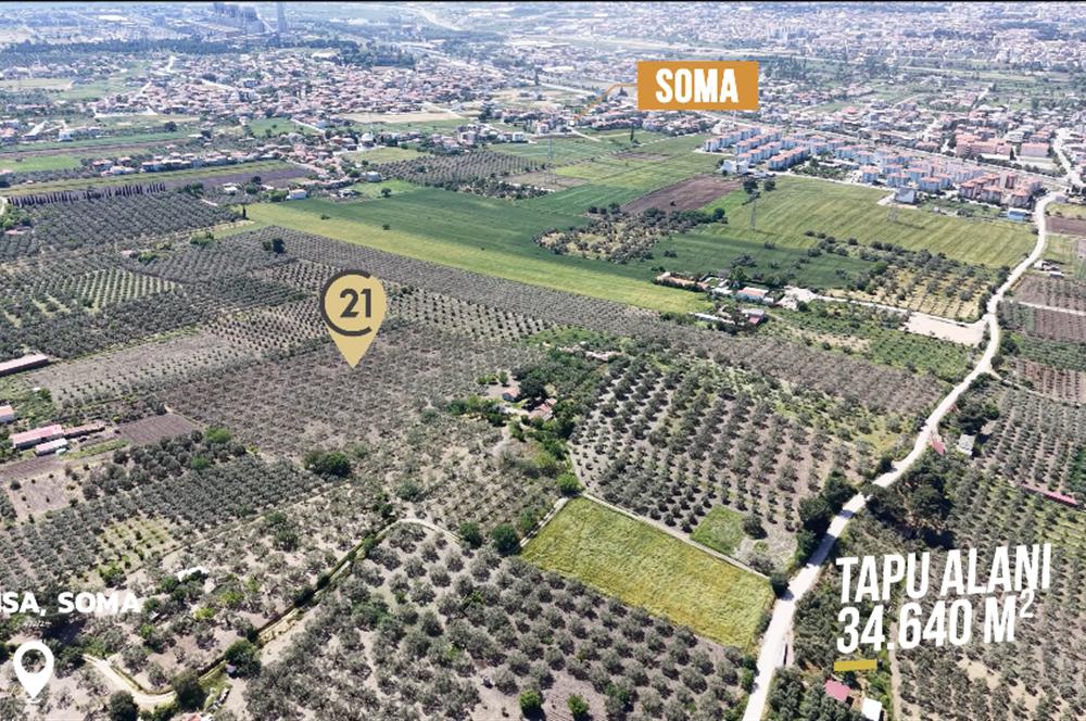 CENTURY 21 BAL'DAN SOMA MANİSADA SATILIK ZEYTİNLİK , MEYVE BAHÇESİ