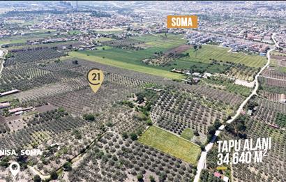 CENTURY 21 BAL'DAN SOMA MANİSADA SATILIK ZEYTİNLİK , MEYVE BAHÇESİ