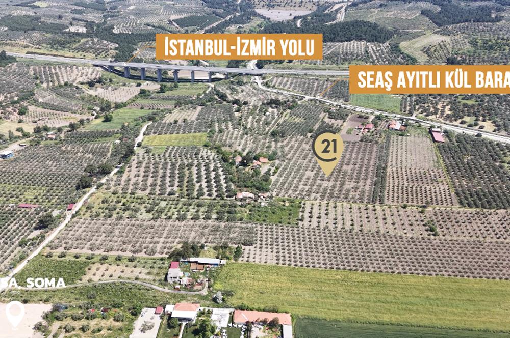 CENTURY 21 BAL'DAN SOMA MANİSADA SATILIK ZEYTİNLİK , MEYVE BAHÇESİ