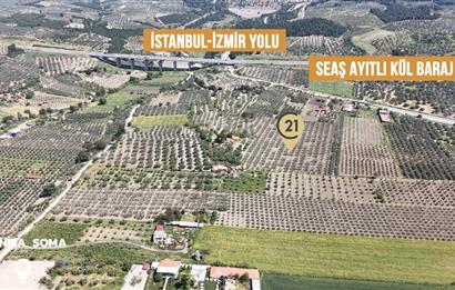 CENTURY 21 BAL'DAN SOMA MANİSADA SATILIK ZEYTİNLİK , MEYVE BAHÇESİ