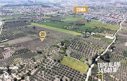 CENTURY 21 BAL'DAN SOMA MANİSADA SATILIK ZEYTİNLİK , MEYVE BAHÇESİ