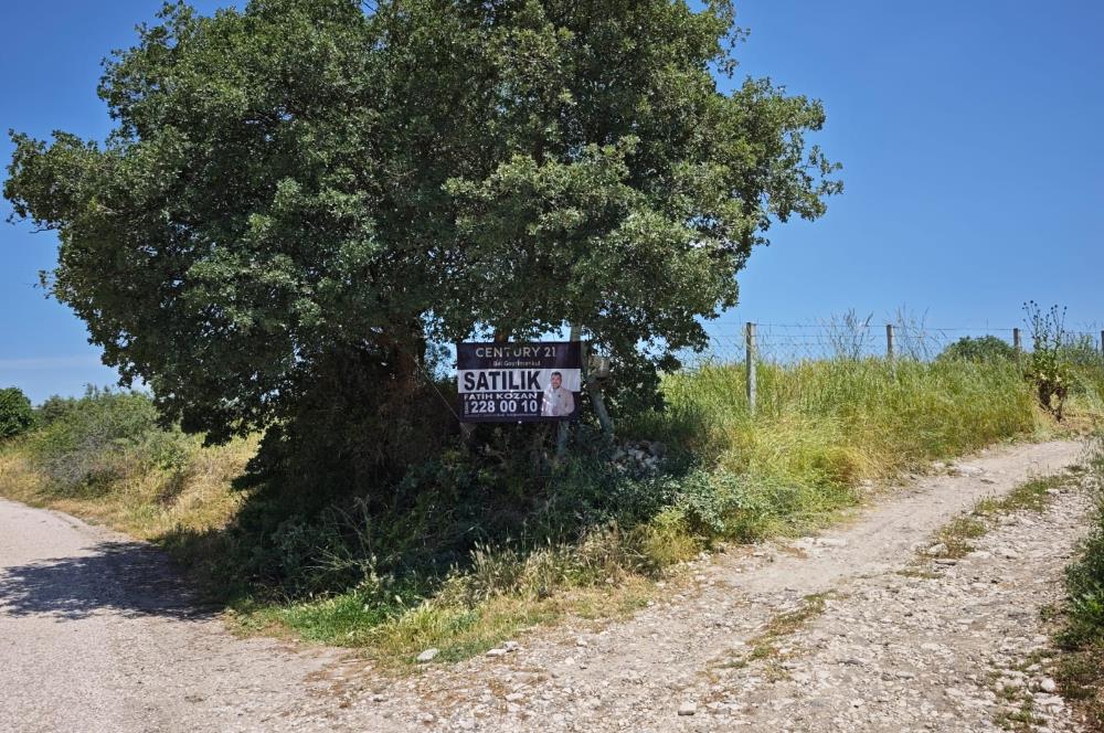 CENTURY 21 BAL'DAN SOMA MANİSADA SATILIK ZEYTİNLİK , MEYVE BAHÇESİ