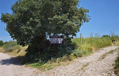 CENTURY 21 BAL'DAN SOMA MANİSADA SATILIK ZEYTİNLİK , MEYVE BAHÇESİ
