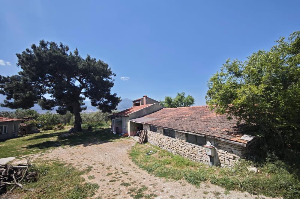 CENTURY 21 BAL'DAN SOMA MANİSADA SATILIK ZEYTİNLİK , MEYVE BAHÇESİ