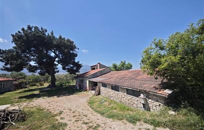 CENTURY 21 BAL'DAN SOMA MANİSADA SATILIK ZEYTİNLİK , MEYVE BAHÇESİ