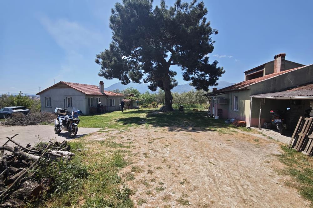 CENTURY 21 BAL'DAN SOMA MANİSADA SATILIK ZEYTİNLİK , MEYVE BAHÇESİ