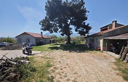 CENTURY 21 BAL'DAN SOMA MANİSADA SATILIK ZEYTİNLİK , MEYVE BAHÇESİ