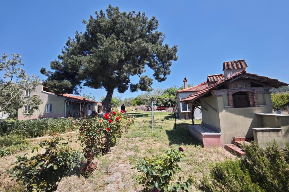 CENTURY 21 BAL'DAN SOMA MANİSADA SATILIK ZEYTİNLİK , MEYVE BAHÇESİ