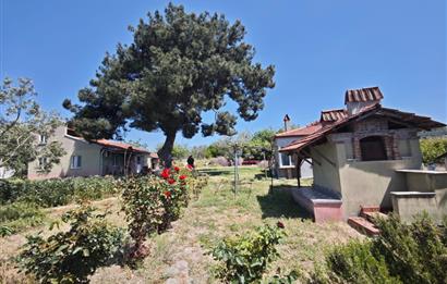 CENTURY 21 BAL'DAN SOMA MANİSADA SATILIK ZEYTİNLİK , MEYVE BAHÇESİ