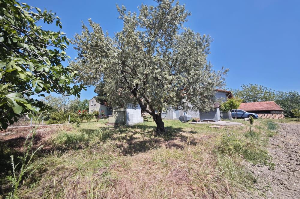 CENTURY 21 BAL'DAN SOMA MANİSADA SATILIK ZEYTİNLİK , MEYVE BAHÇESİ