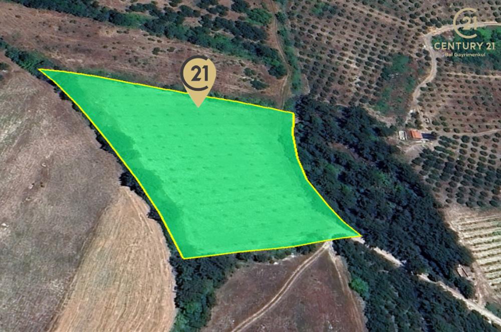 C21 BAL'dan ALTIEYLÜL KİRAZPINAR KÖYÜNDE SATILIK TARLA