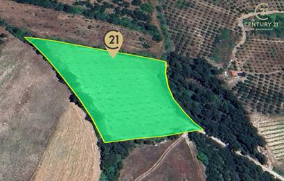 C21 BAL'dan ALTIEYLÜL KİRAZPINAR KÖYÜNDE SATILIK TARLA