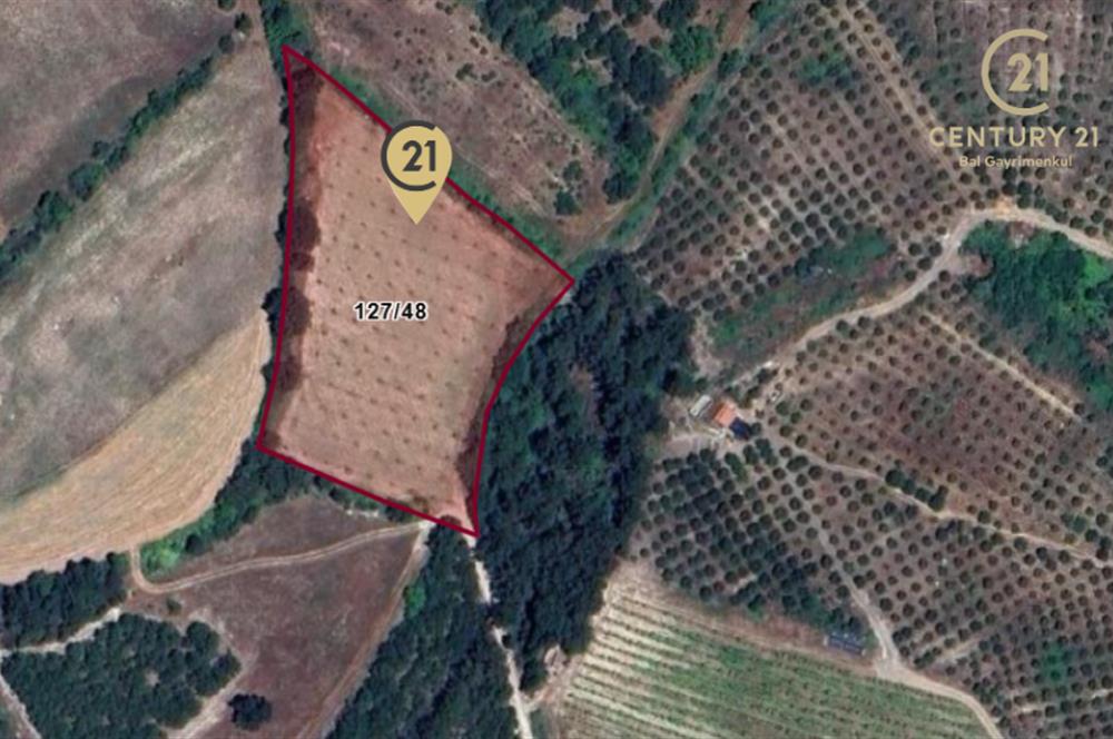 C21 BAL'dan ALTIEYLÜL KİRAZPINAR KÖYÜNDE SATILIK TARLA