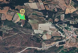 C21 BAL'dan ALTIEYLÜL KİRAZPINAR KÖYÜNDE SATILIK TARLA - 6 - 34618
