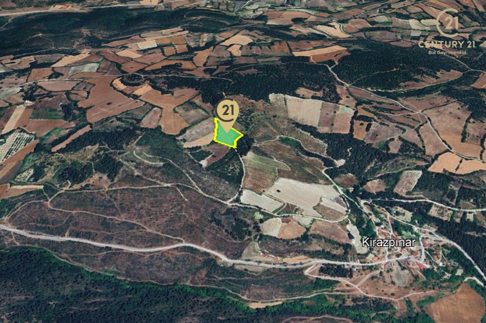 C21 BAL'dan ALTIEYLÜL KİRAZPINAR KÖYÜNDE SATILIK TARLA