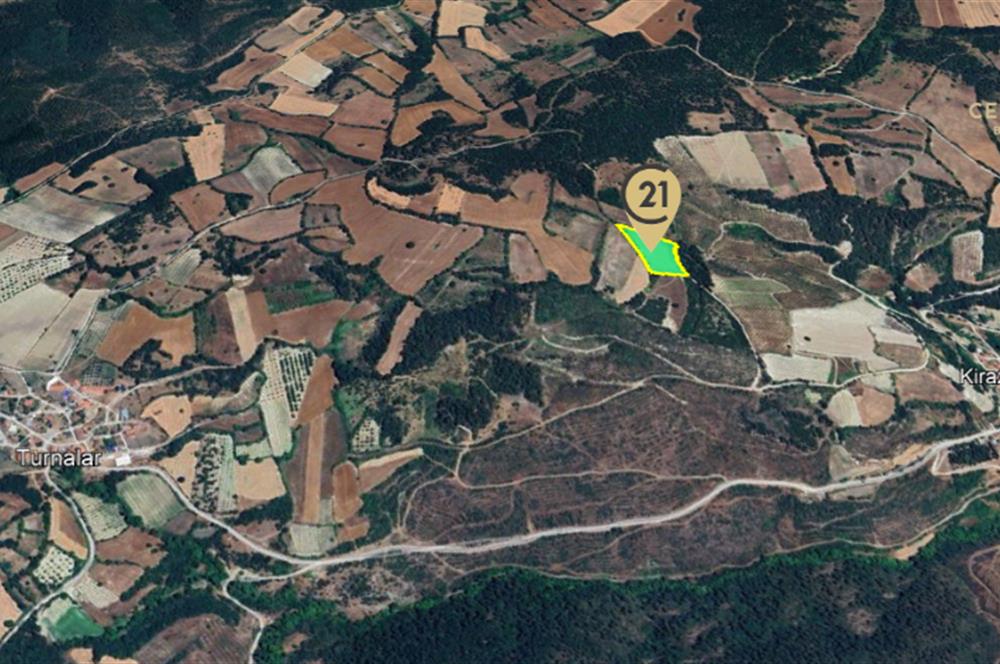 C21 BAL'dan ALTIEYLÜL KİRAZPINAR KÖYÜNDE SATILIK TARLA