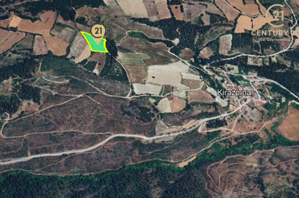 C21 BAL'dan ALTIEYLÜL KİRAZPINAR KÖYÜNDE SATILIK TARLA