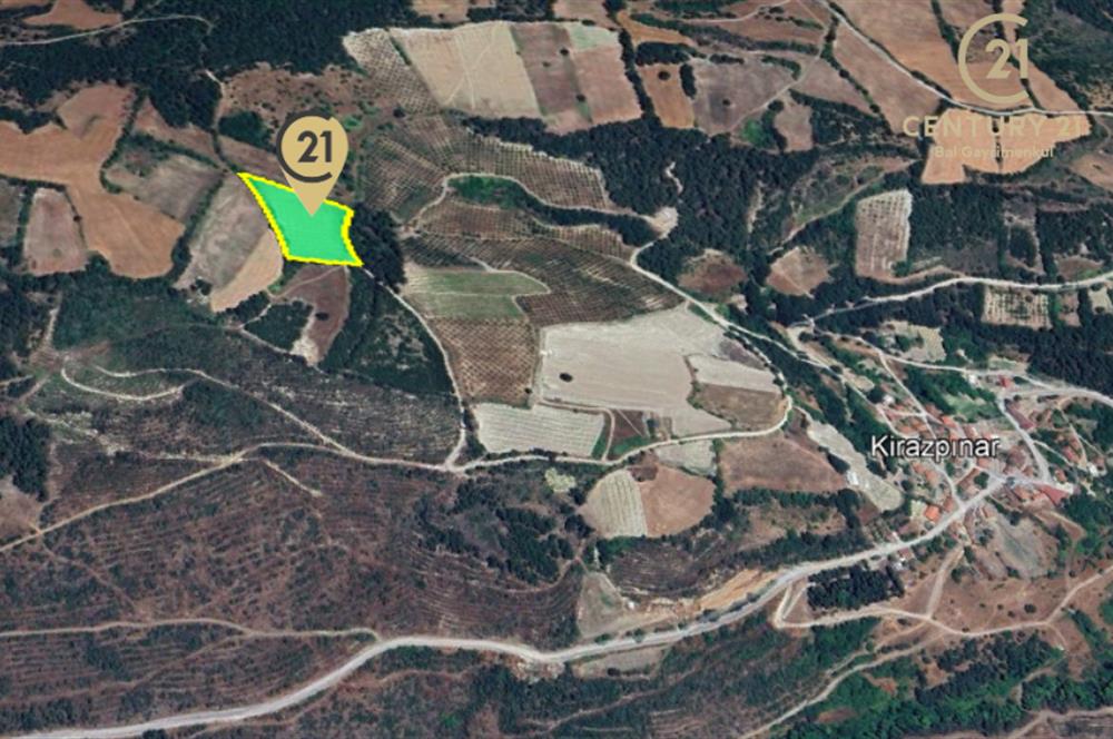C21 BAL'dan ALTIEYLÜL KİRAZPINAR KÖYÜNDE SATILIK TARLA