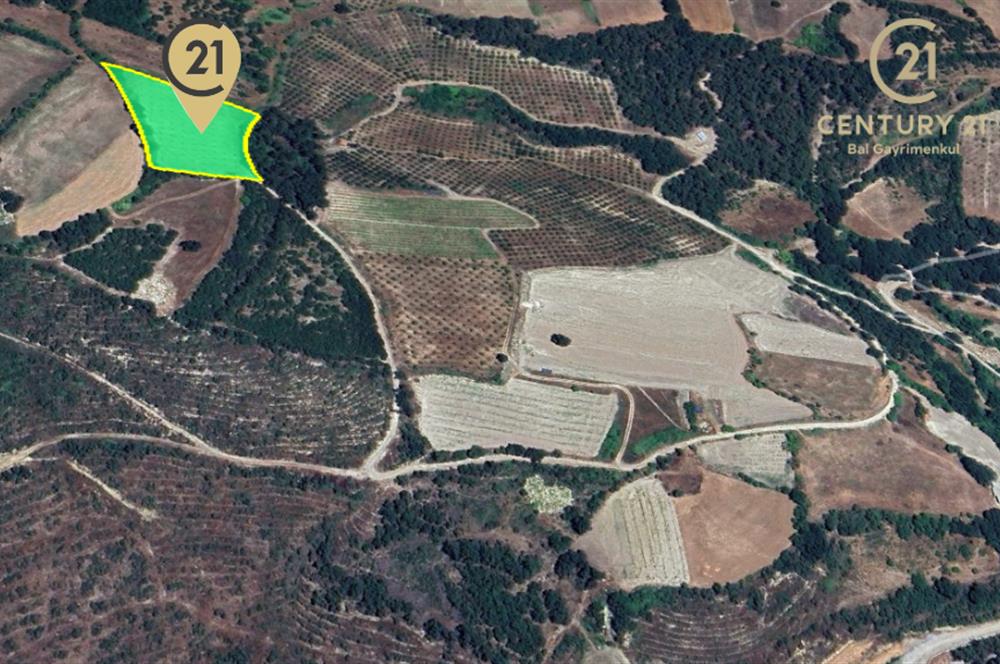C21 BAL'dan ALTIEYLÜL KİRAZPINAR KÖYÜNDE SATILIK TARLA