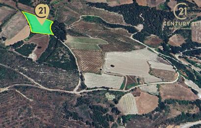C21 BAL'dan ALTIEYLÜL KİRAZPINAR KÖYÜNDE SATILIK TARLA